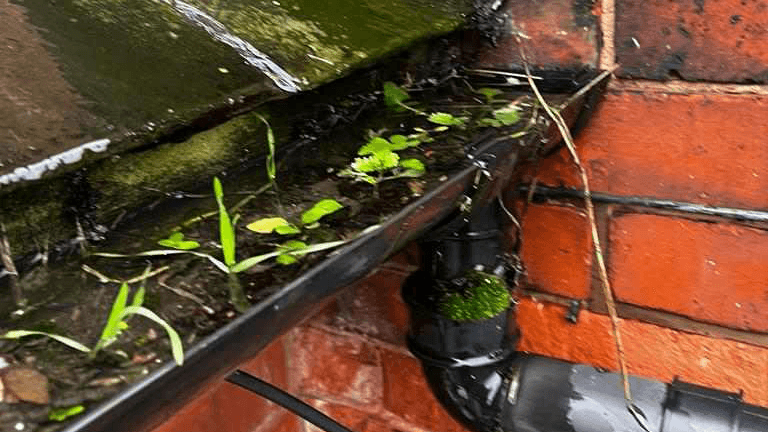 A Gutter with a build up of dirt and a whole host of issues causing overflowing gutters and sagging gutters